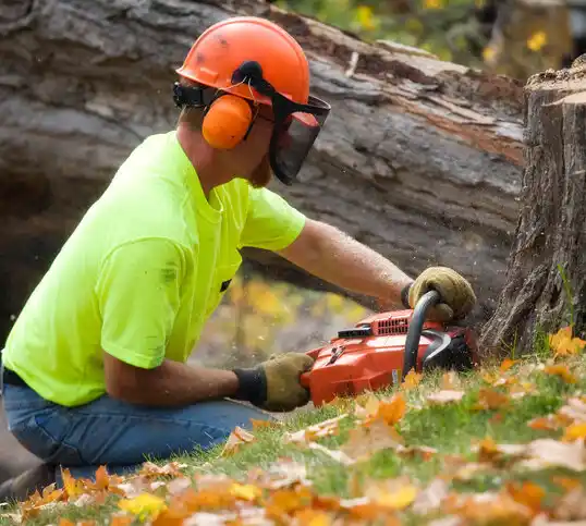 tree services Edwardsburg